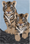 Blue 4' 0" X 6' 0" Tiger Design Hand-Tufted Wool Rug - M28