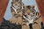 Blue 4' 0" X 6' 0" Tiger Design Hand-Tufted Wool Rug - M28