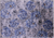 8' 9" X 12' 2" Modern Hand Knotted Silk Rug - Q11598