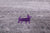 Square Persian Gabbeh Area Rug - Manhattan Rugs